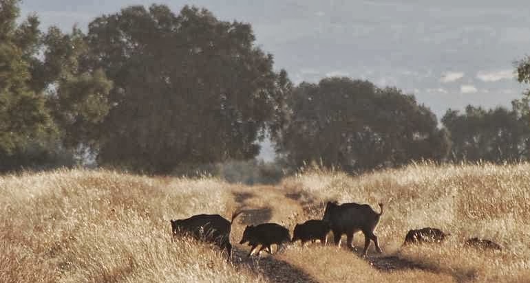 Planes de recuperación y repoblación de especies